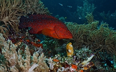 Raja Ampat 2016 - Cephalopholis miniata - Coral grouper - Vielle de corail - IMG_4892_rc